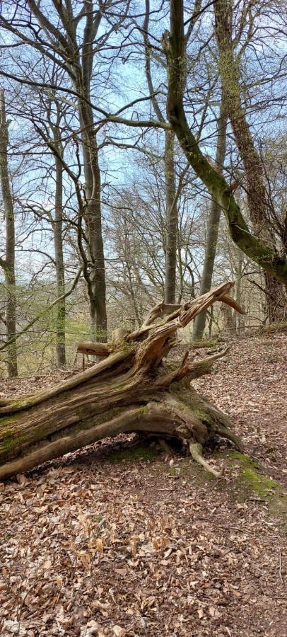 Appartamento Froschkoenig Mit Teichblick Trendelburg Esterno foto